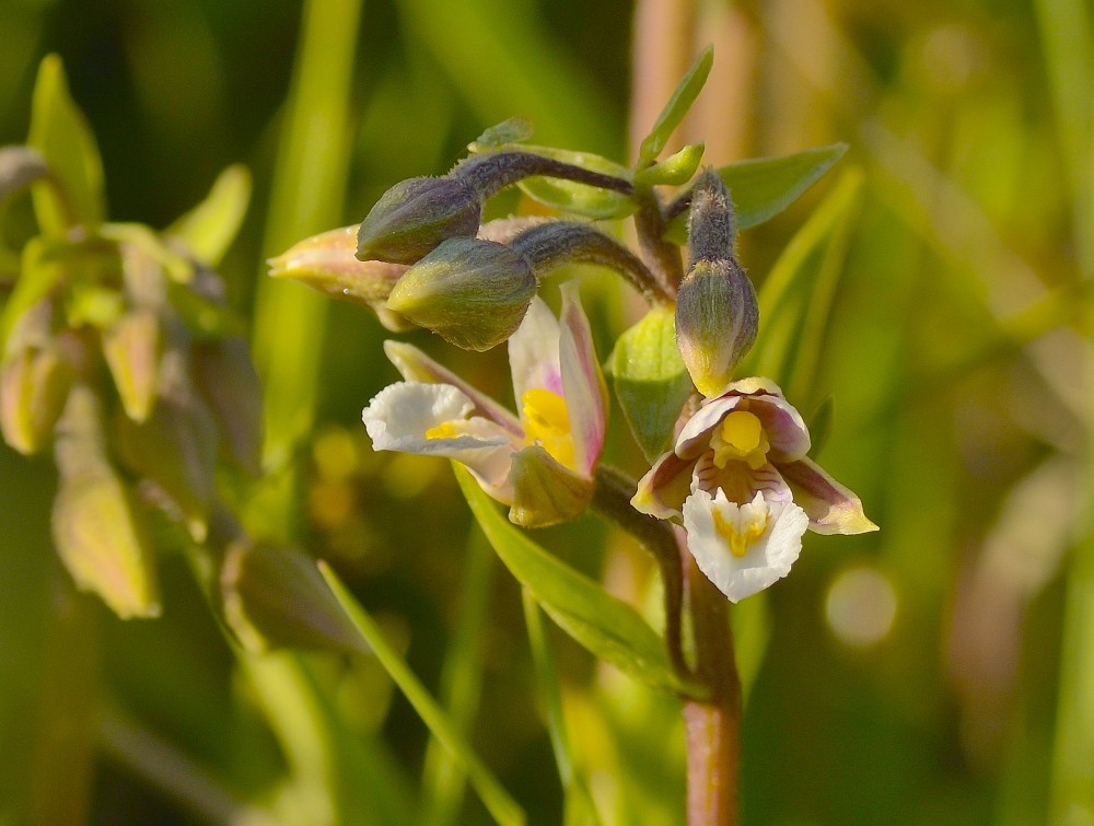Sump-hullæbe, orkidé (foto: Rune Engelbreth Larsen)