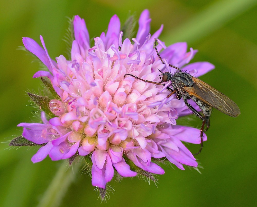 Stor danseflue (hun) besøger blåhat – en af de mest populære insekt-stationer