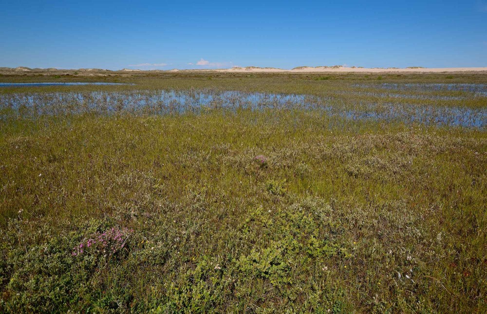 Biowide 003 Råbjerg Mile – en af de lokaliteter, hvis biodiversitet undersøges i detalje af forskere (foto: Rune Engelbreth Larsen)