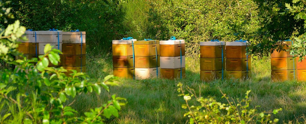 Hører bistader på lange rader hjemme i beskyttede naturområder? Der er risiko for, at honningbierne, der rykker ind i meget store antal, fortrænger de meget færre og ofte truede vilde biarter (foto: Rune Engelbreth Larsen)