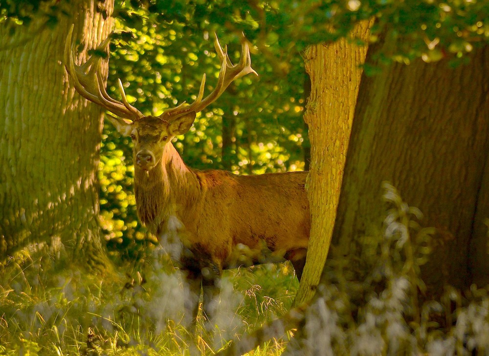 Skovens konge holder vagtsomt øje med fotografen (foto: Rune Engelbreth Larsen)