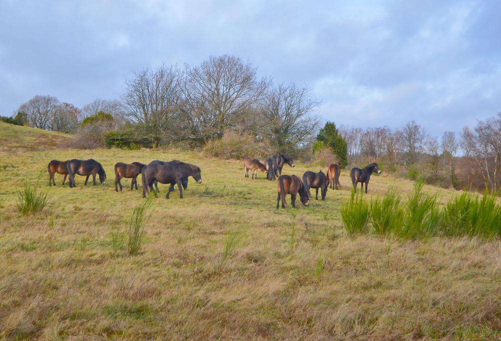 Exmoor ponyer – vildheste på Mols (foto: Rune Engelbreth Larsen)