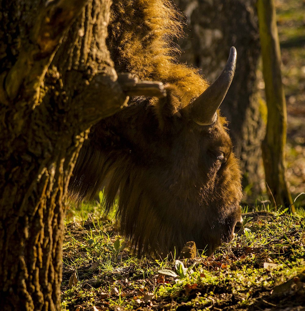 Europæisk bison græsser i skoven, Döberitzer Heide (foto: Rune Engelbreth Larsen)