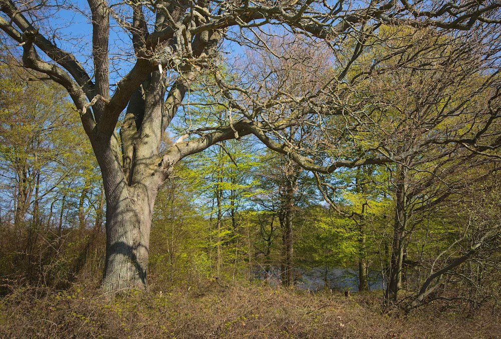 Et kommende eremittræ? En række gamle træer er udpeget som mulige levesteder for den stærkt truede bille eremit (foto: Rune Engelbreth Larsen)