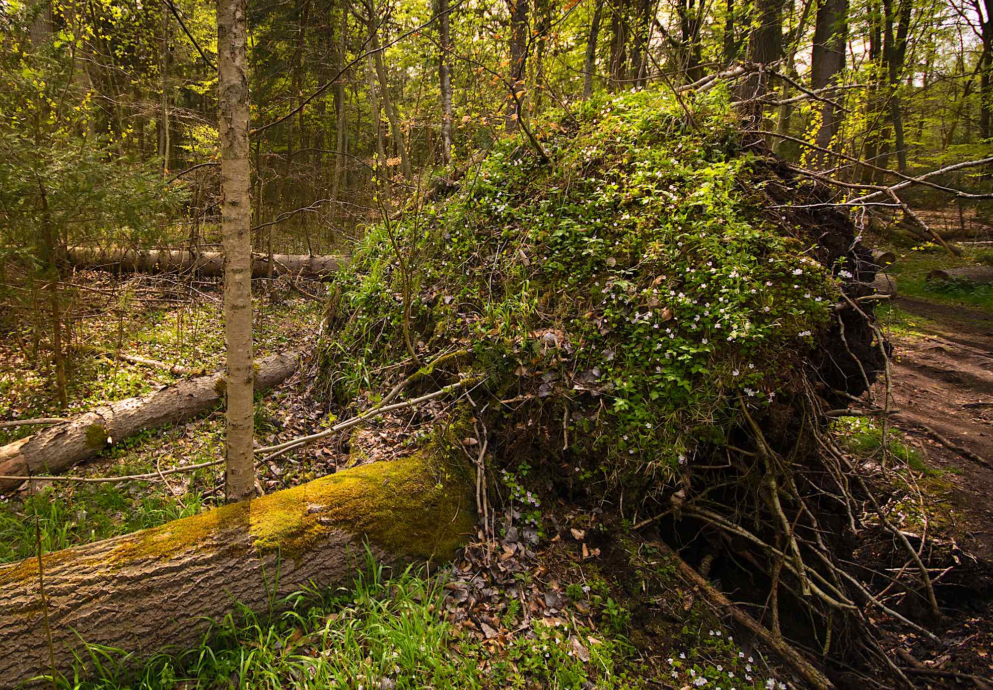 Rodkage – faldne træer skaber huller i jordlaget (foto: Rune Engelbreth Larsen)