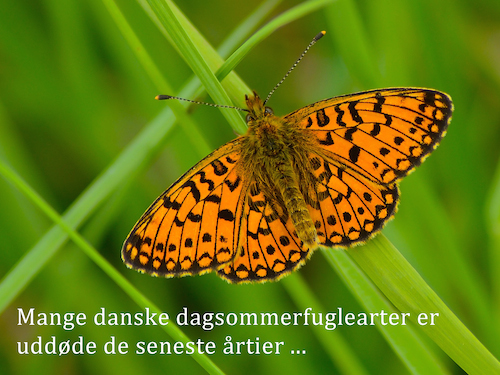 Mange danske sommerfuglearter er truede eller uddøde de seneste få årtier ...