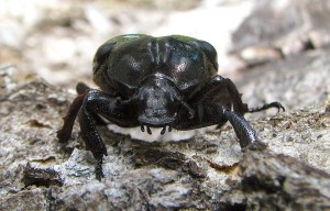 Bæstet set forfra – eremit, en meget sjælden bille i Danmark (Foto: Magnefl, Wikipedia)