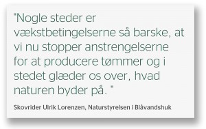 »Nogle steder er vækstbetingelserne så barske, at vi nu stopper anstrengelserne for at producere tømmer og i stedet glæder os over, hvad naturen byder på,« udtaler skovrider Ulrik Lorenzen, Naturstyrelsen i Blåvandshuk.