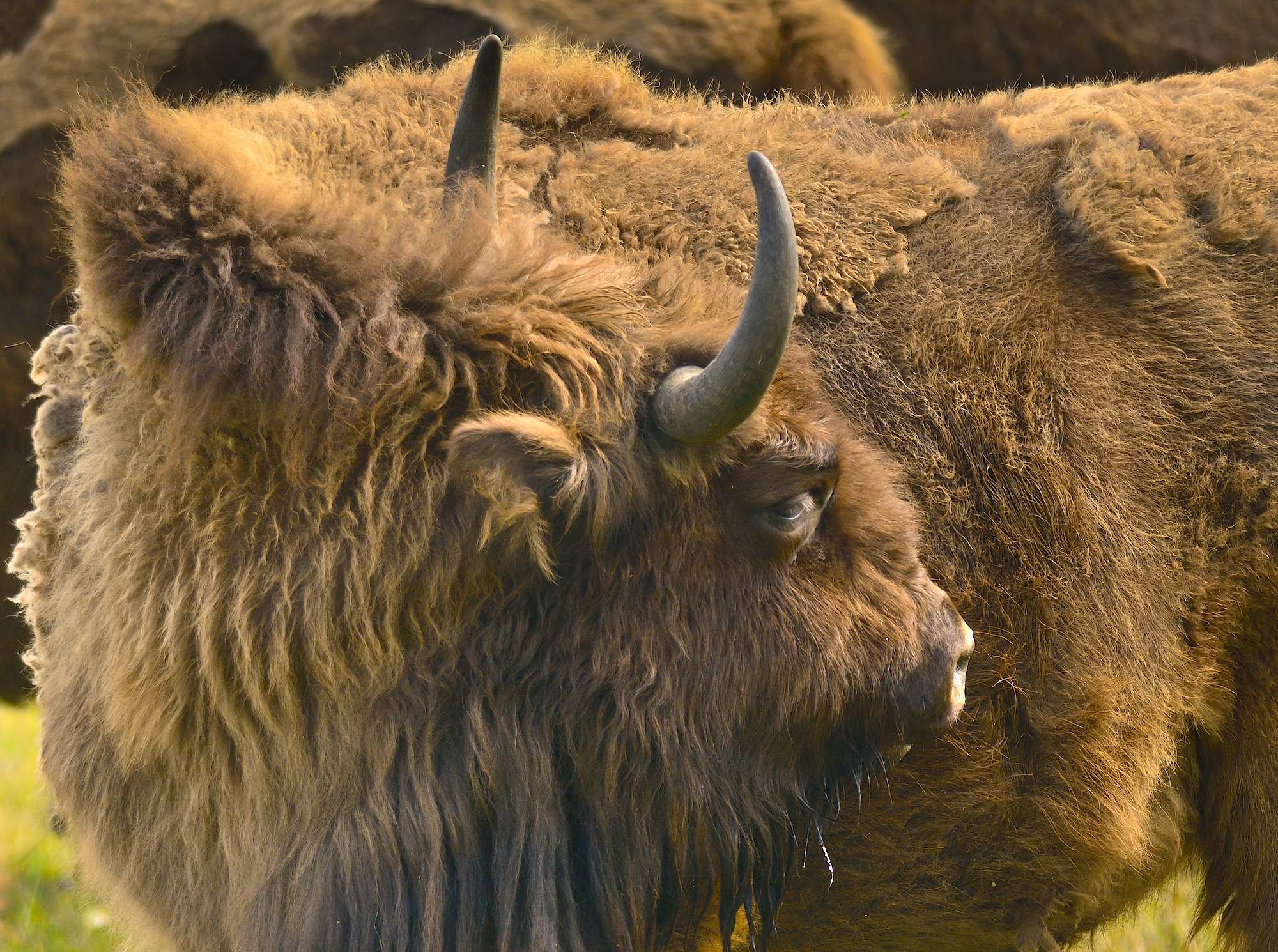 Europæisk bison (foto © Rune Engelbreth Larsen)