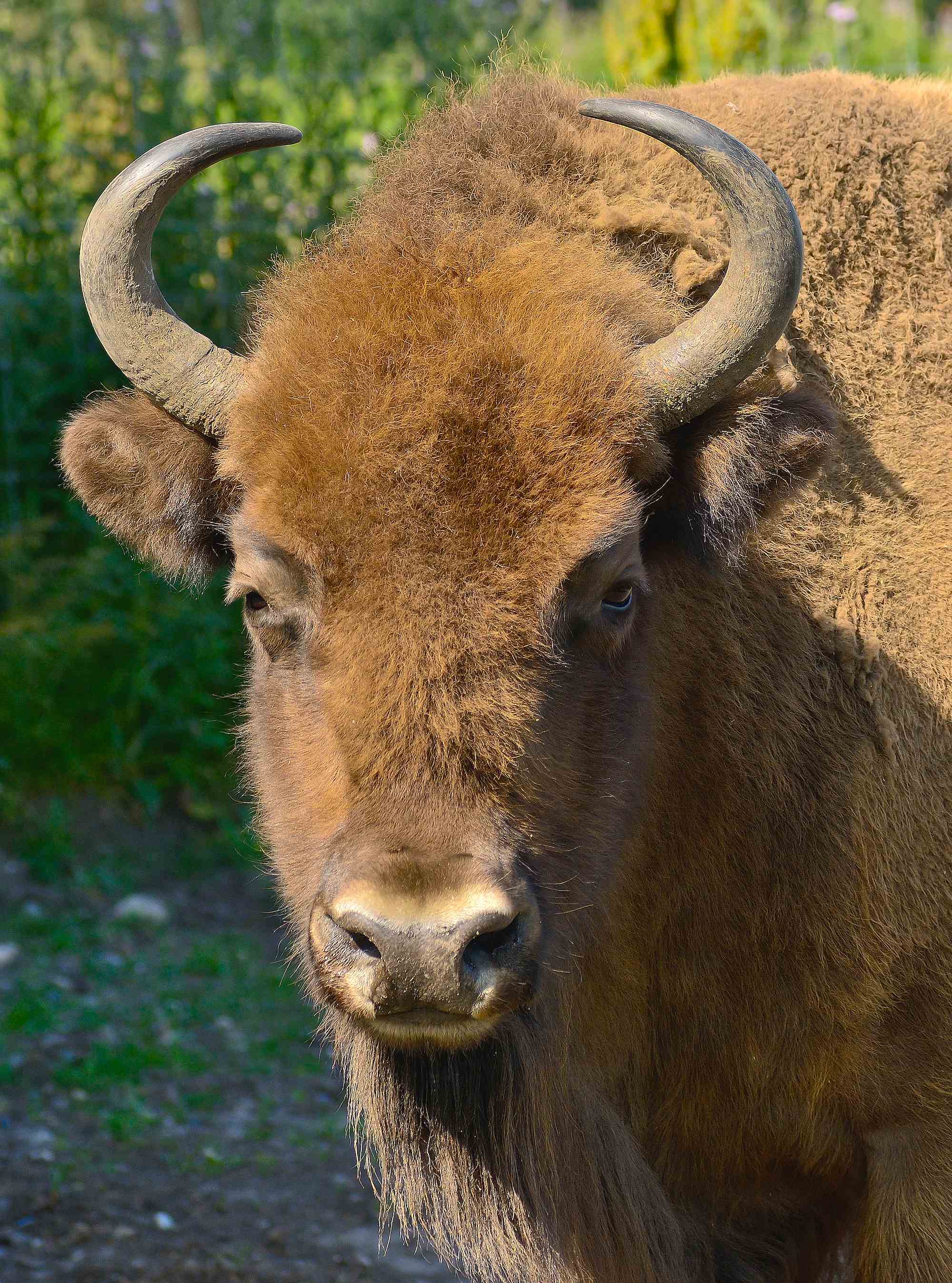 Europæisk bison (foto © Rune Engelbreth Larsen)