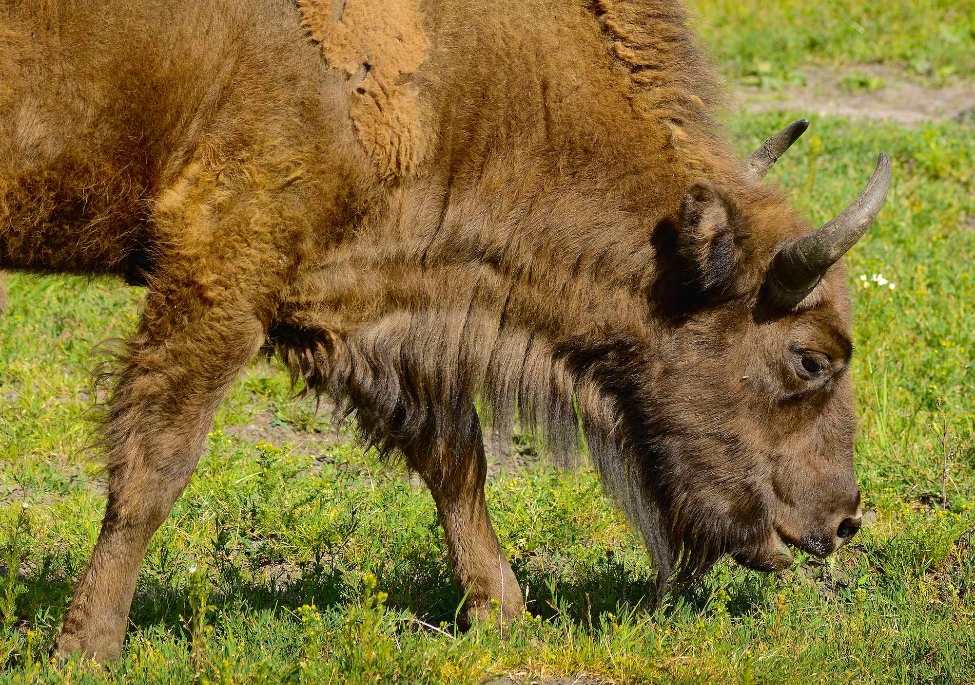 Europæisk bison er en græsser (foto © Rune Engelbreth Larsen)