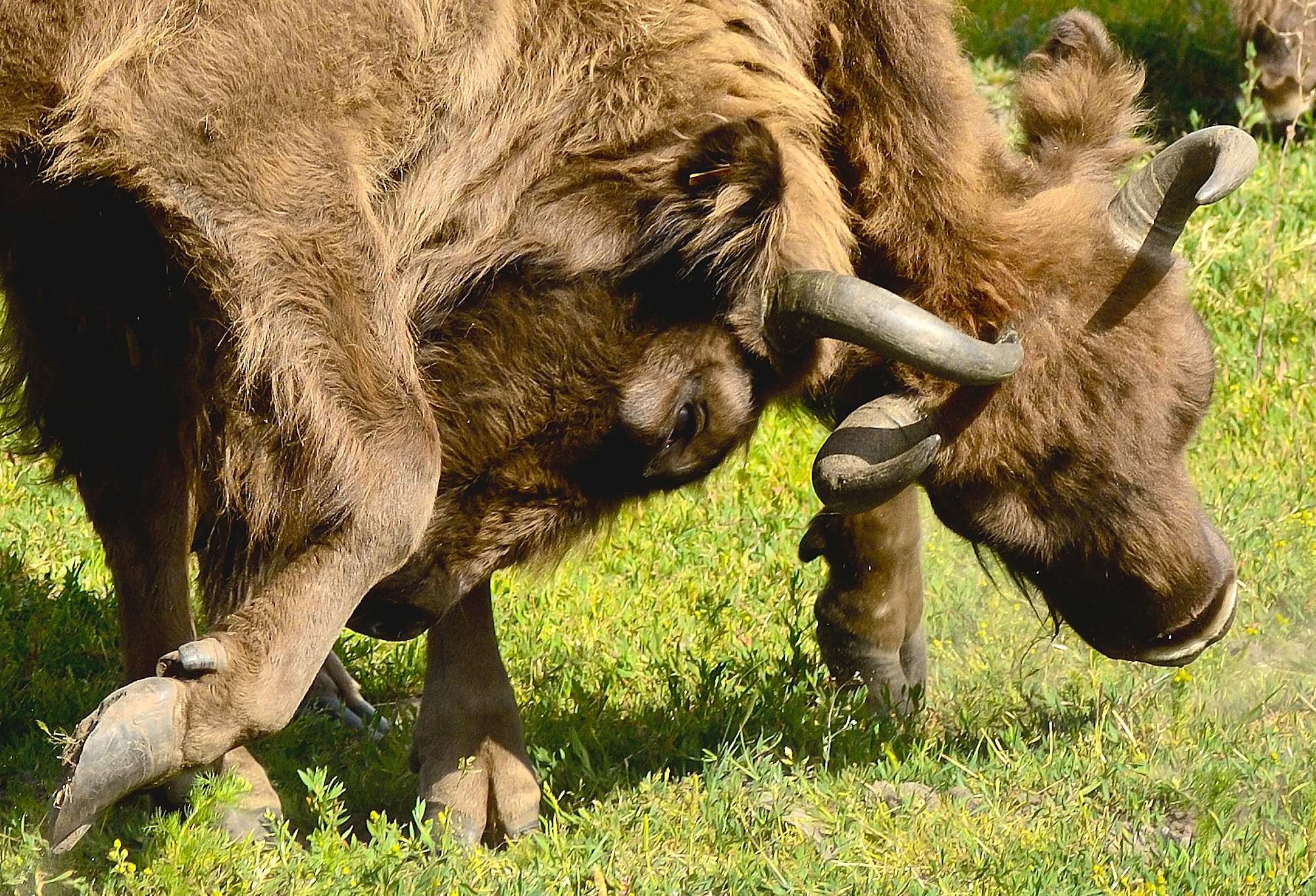 Styrkeprøve. Europæisk bison (foto © Rune Engelbreth Larsen)