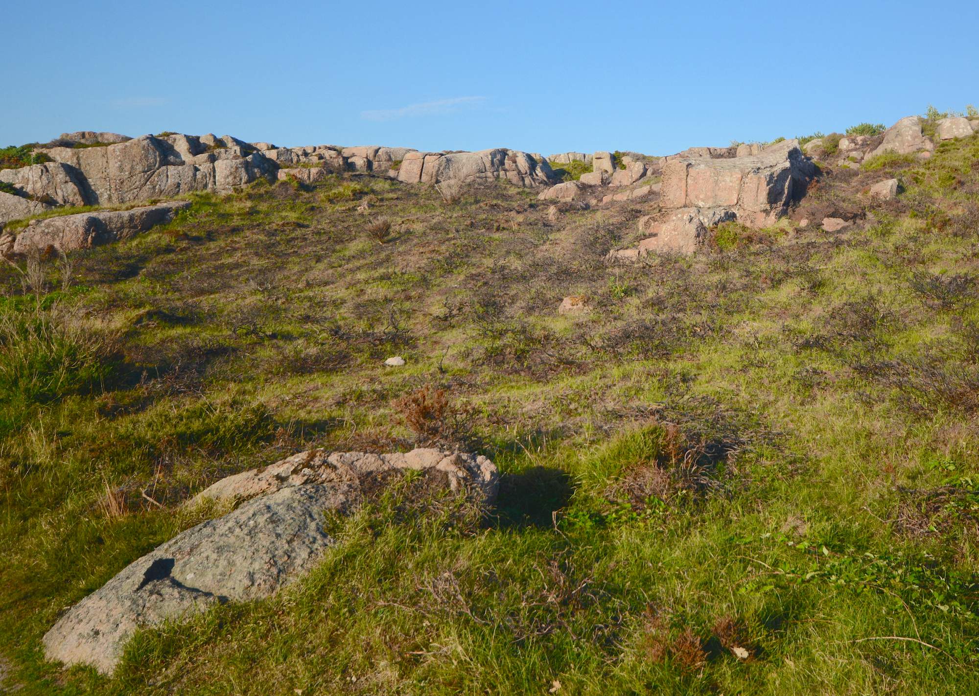 Hammerknuden, Borholm. Klippehede udsat for kontrolleret afbrænding for at forynge hedelyngen og komme anden tilgroning til livs (foto: Rune Engelbreth Larsen)