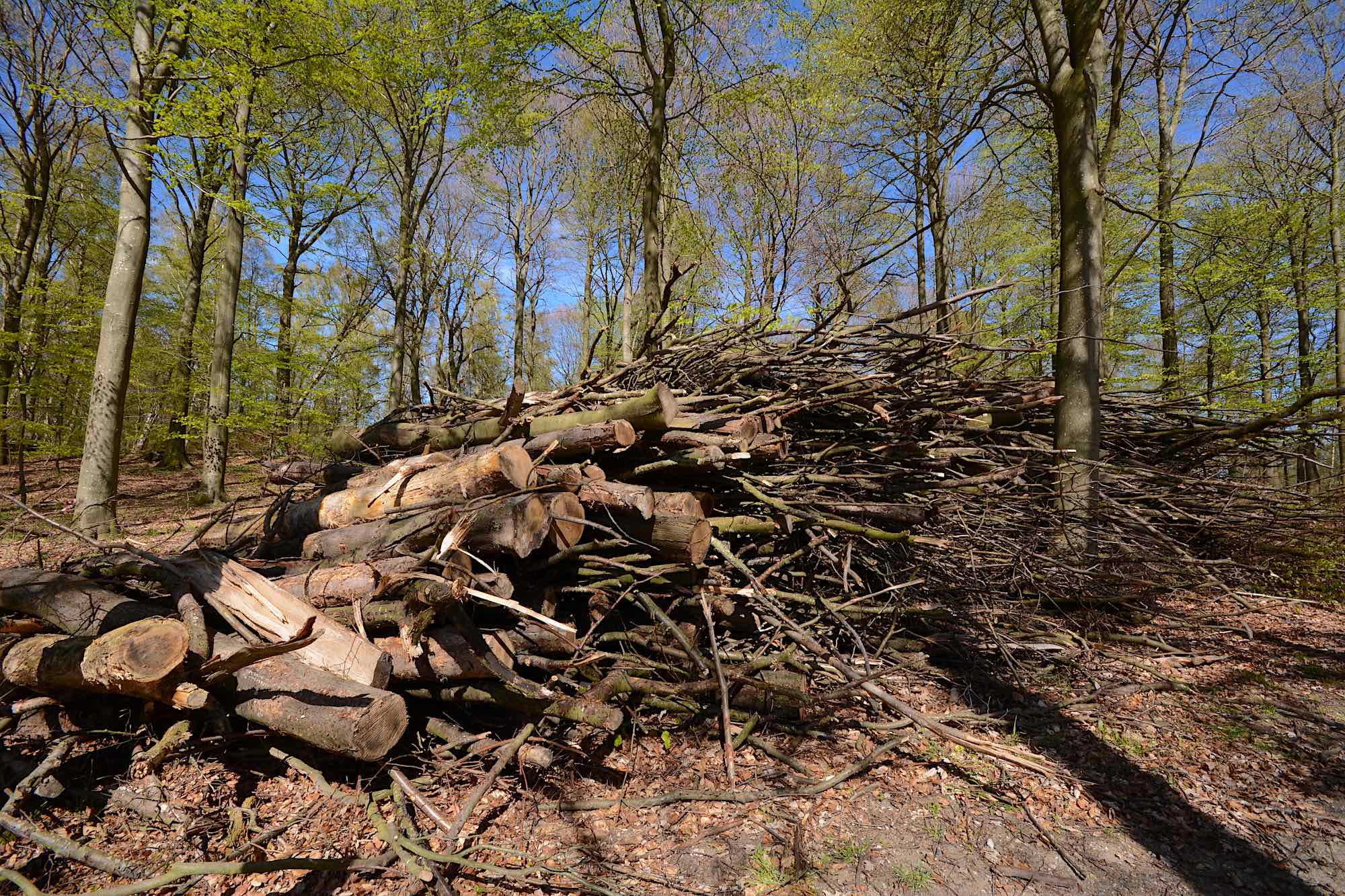 Et stenkast fra et lille frimærke med urørt skov nord for Bøgeholm Sø fældes stadig træer – her en stabel, der skal flises fra et skovområde, der trænger til mere dødt ved (foto: Rune Engelbreth Larsen)