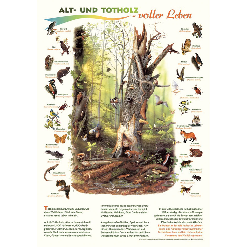 »Gammelt og dødt ved – fuldt at liv« Så lærerigt og farverigt kan gamle og døde træers afgørende betydning for livet i skovene formidles i Tyskland ved en urørt skov