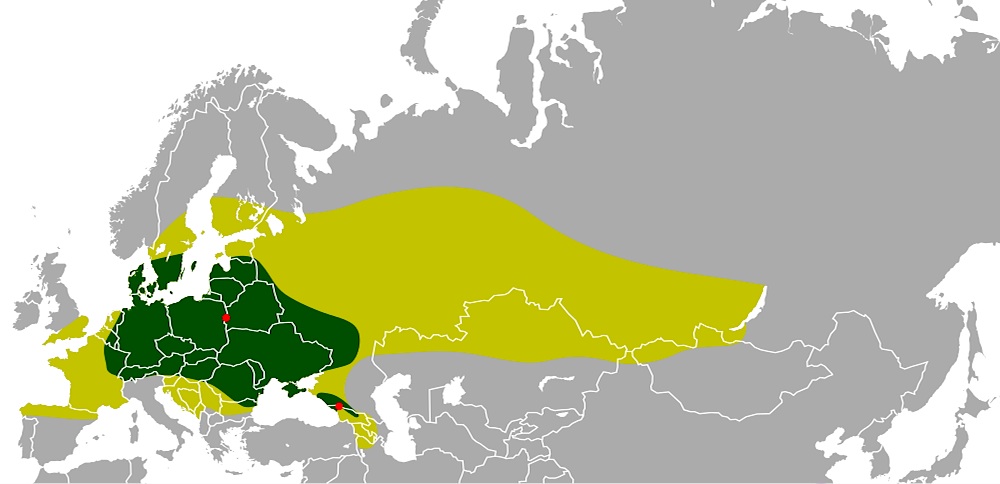 Historisk udbredelse af europæisk bison. Det lysegrønne område markerer udbredelsen efter sidste istid for små 12.000 år siden, og det mørkegrønne område en omtrentlig udbredelse frem til højmiddelalderen (i Danmark er det sidste knoglefund, der blev fundet i Bøgesø Mose, dog fra omkr. år 500). De røde pletter viser, hvor de sidste bestande levede frit i begyndelsen af det 20. århundrede: Bialowiezaskoven og Kaukasus. Arten blev næsten udryddet i begyndelsen af århundredet, men blev reddet af et omhyggeligt avlsarbejde med udgangspunkt i de sidste 54 individer fra zoologiske haver. Ved begyndelsen af det 21. århundrede nærmer den samlede bestand sig 5.000. Halvdelen lever i Polen, Hviderusland og Rusland, resten i Ukraine, Rumænien, Frankrig, Litauen, Tyskland, Holland, Slovakiet – og Danmark. (Kort: Wikipedia).
